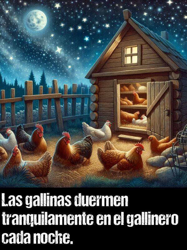 tranquilamente: Las gallinas duermen tranquilamente en el gallinero cada noche.