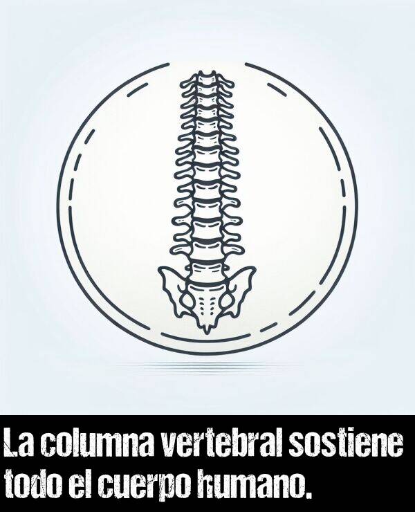 sostener: La columna vertebral sostiene todo el cuerpo humano.