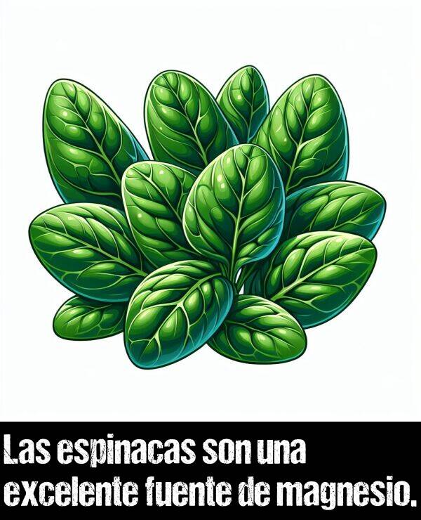 espinacas: Las espinacas son una excelente fuente de magnesio.