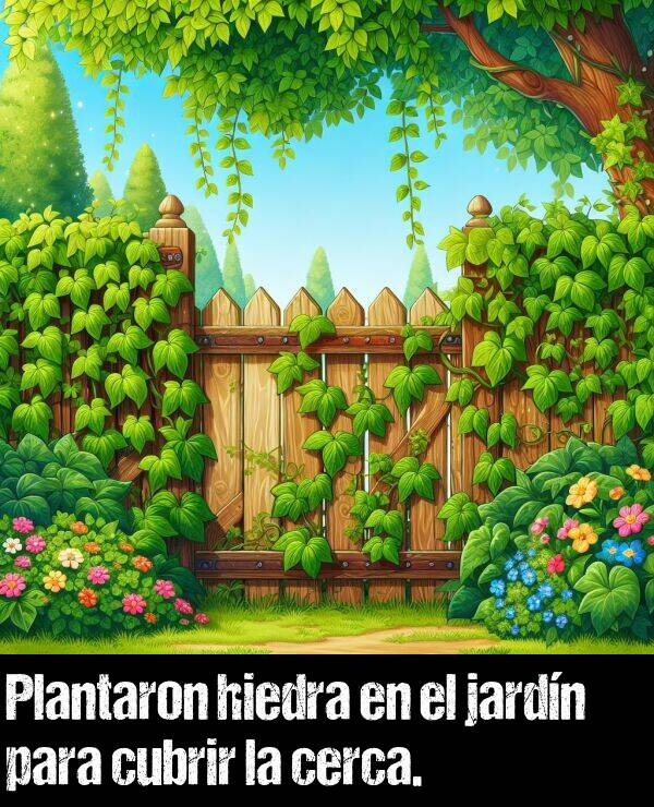 hiedra: Plantaron hiedra en el jardn para cubrir la cerca.