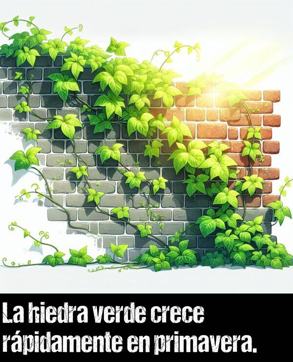 crecer: La hiedra verde crece rpidamente en primavera.