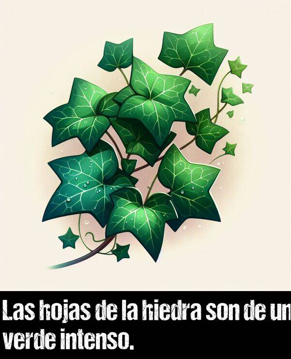 hiedra: Las hojas de la hiedra son de un verde intenso.