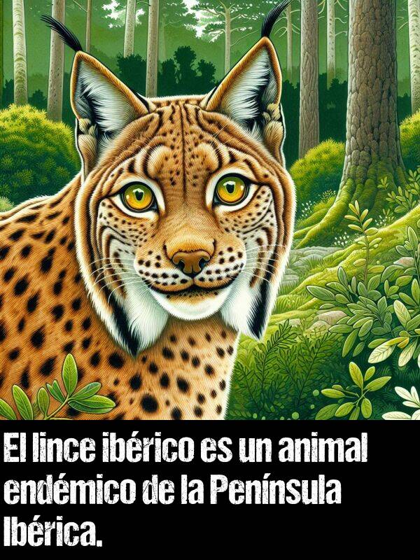 ibrico: El lince ibrico es un animal endmico de la Pennsula Ibrica.