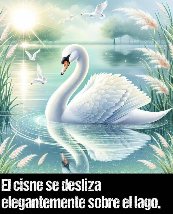 desliza: El cisne se desliza elegantemente sobre el lago.