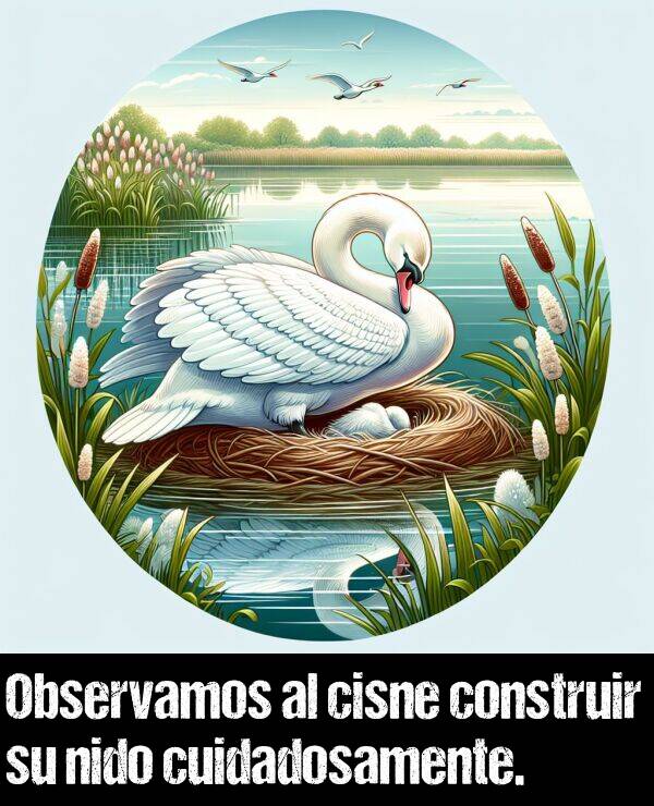 nido: Observamos al cisne construir su nido cuidadosamente.