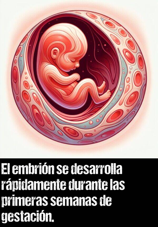 embrin: El embrin se desarrolla rpidamente durante las primeras semanas de gestacin.