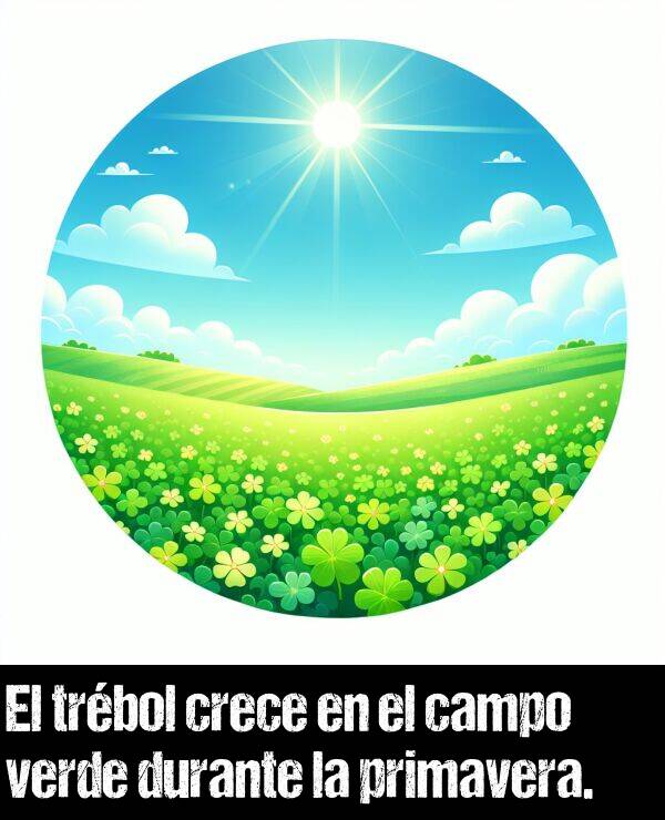 trbol: El trbol crece en el campo verde durante la primavera.