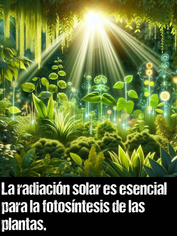 fotosntesis: La radiacin solar es esencial para la fotosntesis de las plantas.