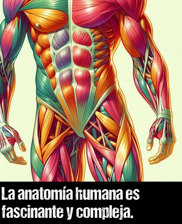 complejo: La anatoma humana es fascinante y compleja.