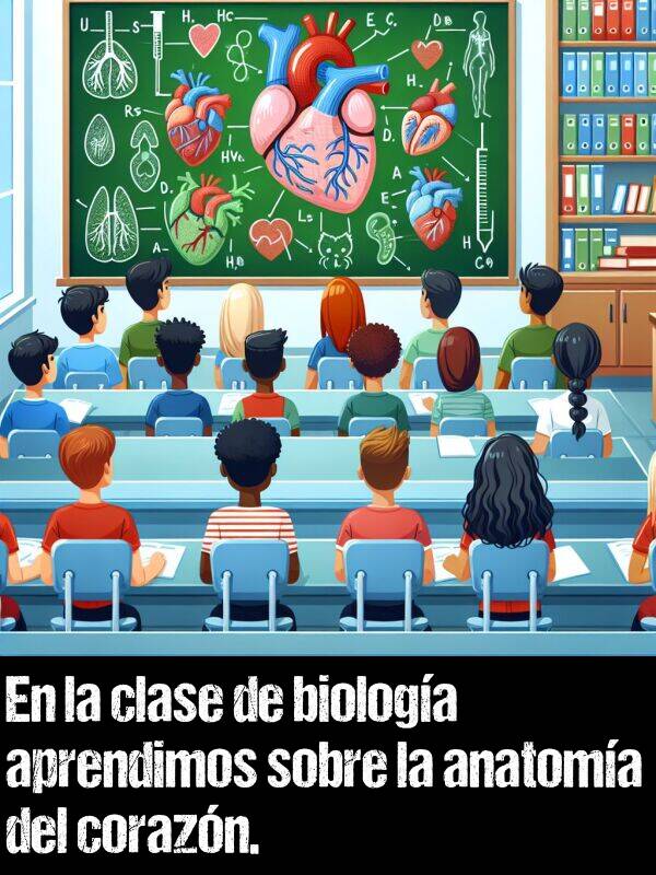 biologa: En la clase de biologa aprendimos sobre la anatoma del corazn.