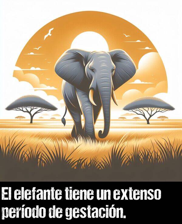 perodo: El elefante tiene un extenso perodo de gestacin.