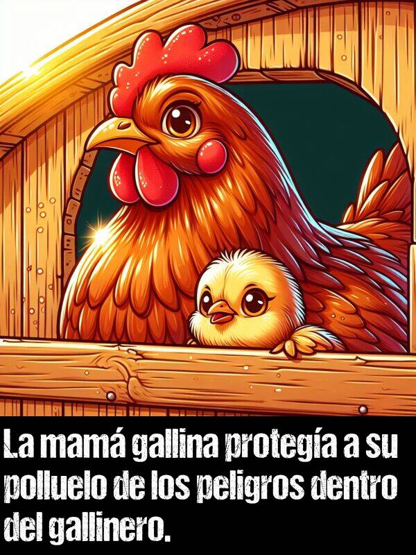 dentro: La mam gallina protega a su polluelo de los peligros dentro del gallinero.