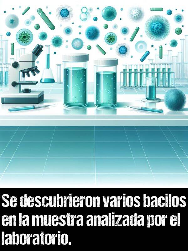 muestra: Se descubrieron varios bacilos en la muestra analizada por el laboratorio.