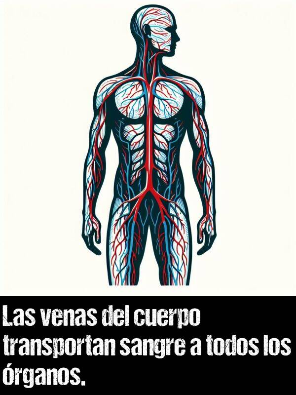 venas: Las venas del cuerpo transportan sangre a todos los rganos.