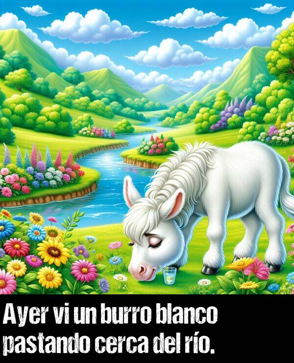 burro: Ayer vi un burro blanco pastando cerca del ro.