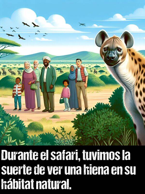 suerte: Durante el safari, tuvimos la suerte de ver una hiena en su hbitat natural.