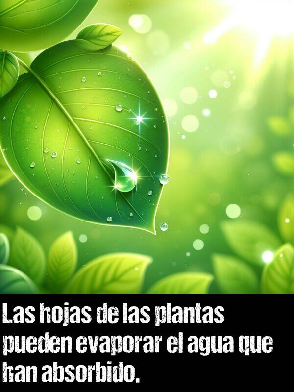 han: Las hojas de las plantas pueden evaporar el agua que han absorbido.