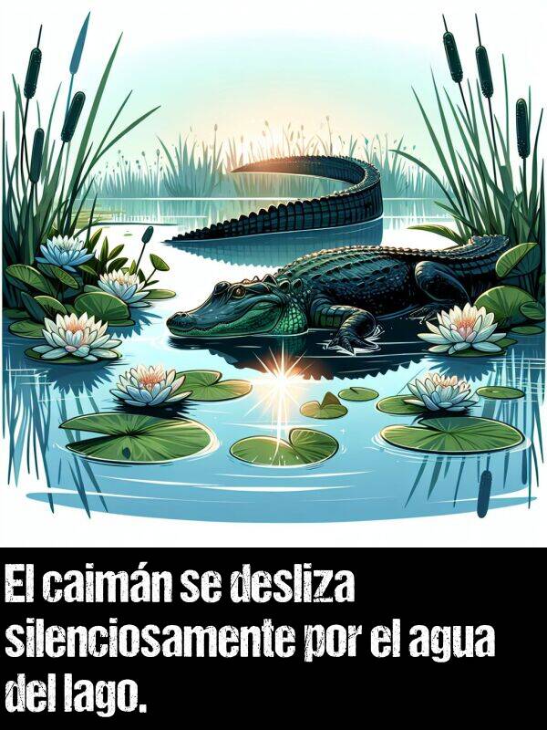 desliza: El caimn se desliza silenciosamente por el agua del lago.