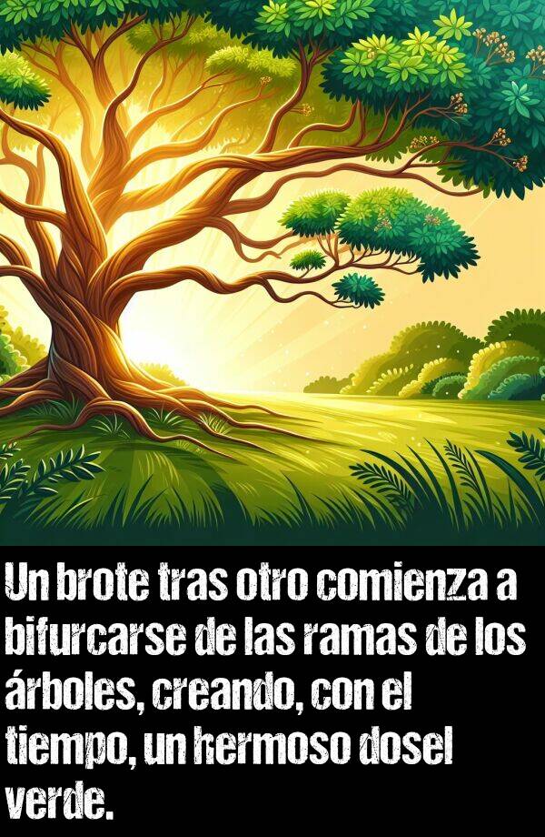 dosel: Un brote tras otro comienza a bifurcarse de las ramas de los rboles, creando, con el tiempo, un hermoso dosel verde.