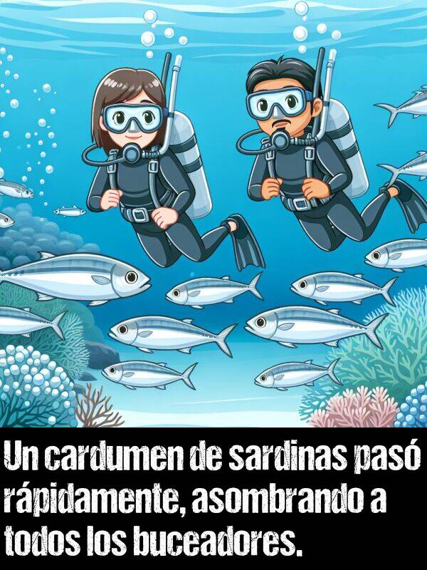 buceadores: Un cardumen de sardinas pas rpidamente, asombrando a todos los buceadores.