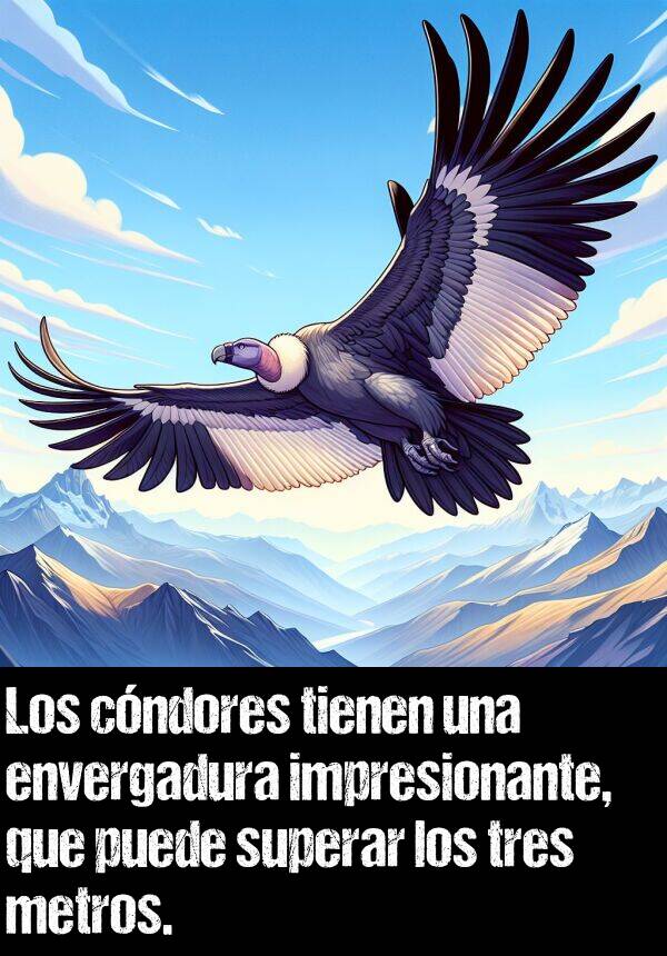 metros: Los cndores tienen una envergadura impresionante, que puede superar los tres metros.