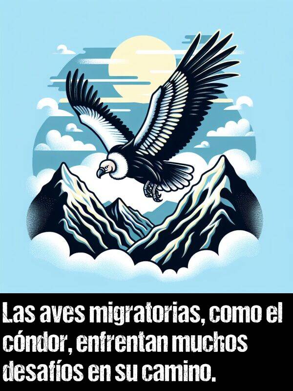 cndor: Las aves migratorias, como el cndor, enfrentan muchos desafos en su camino.