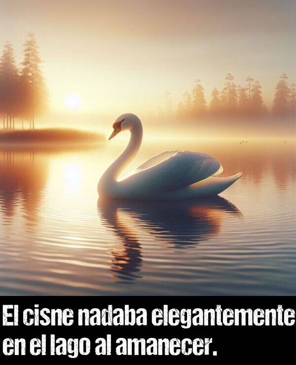 cisne: El cisne nadaba elegantemente en el lago al amanecer.