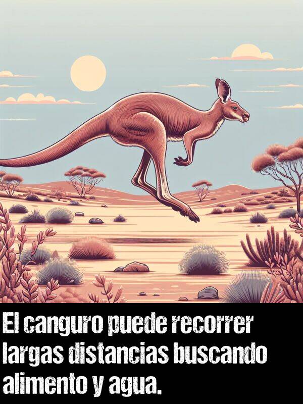 canguro: El canguro puede recorrer largas distancias buscando alimento y agua.