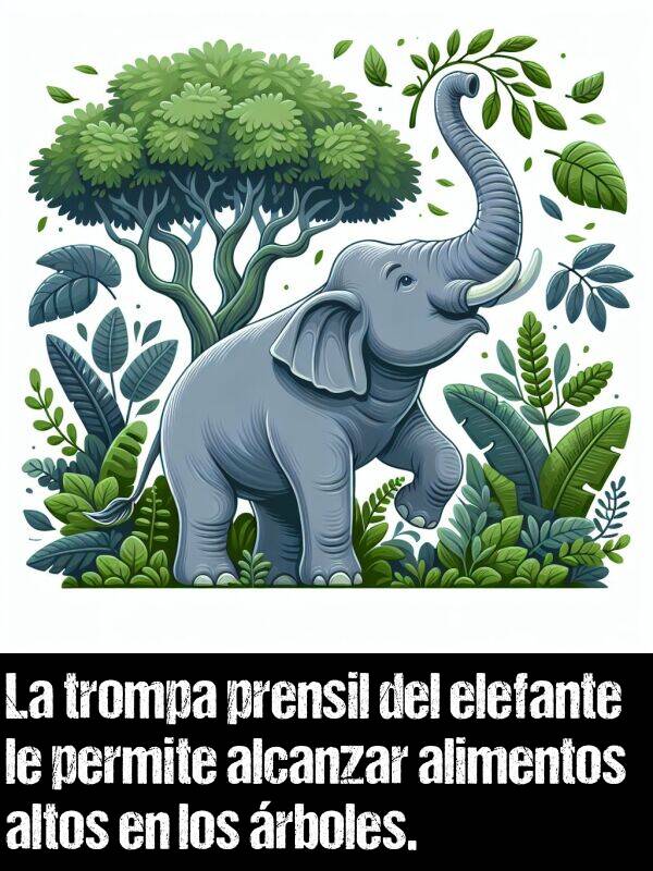 elefante: La trompa prensil del elefante le permite alcanzar alimentos altos en los rboles.