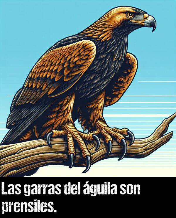 del: Las garras del guila son prensiles.