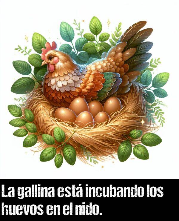 incubando: La gallina est incubando los huevos en el nido.