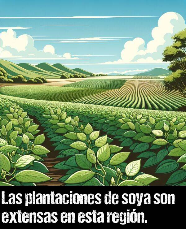 soya: Las plantaciones de soya son extensas en esta regin.