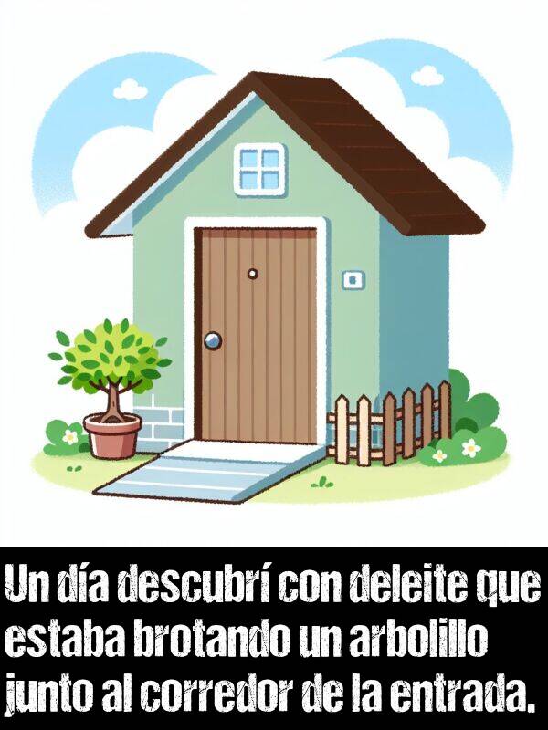 arbolillo: Un da descubr con deleite que estaba brotando un arbolillo junto al corredor de la entrada.