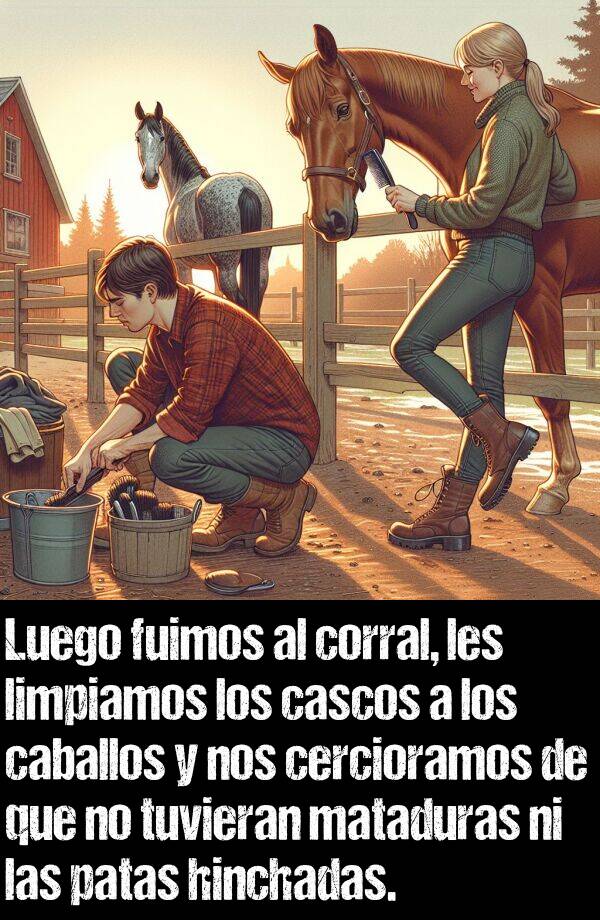 hinchadas: Luego fuimos al corral, les limpiamos los cascos a los caballos y nos cercioramos de que no tuvieran mataduras ni las patas hinchadas.