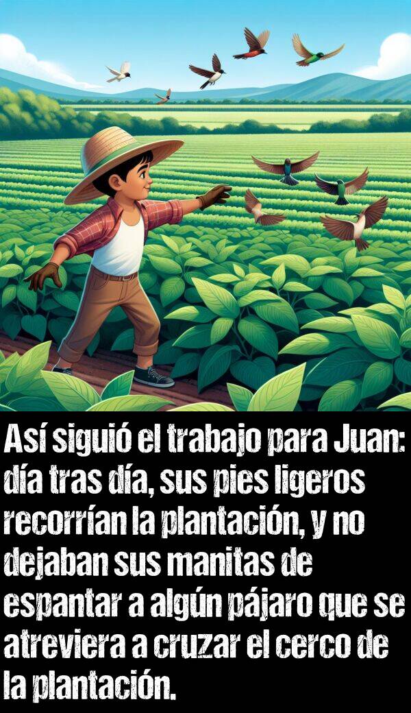 tras: As sigui el trabajo para Juan: da tras da, sus pies ligeros recorran la plantacin, y no dejaban sus manitas de espantar a algn pjaro que se atreviera a cruzar el cerco de la plantacin.