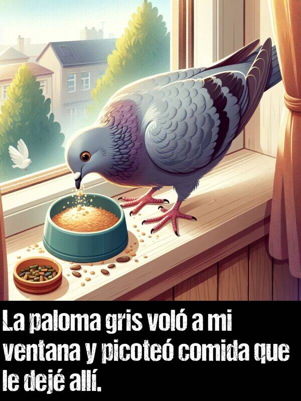 picotear: La paloma gris vol a mi ventana y picote comida que le dej all.