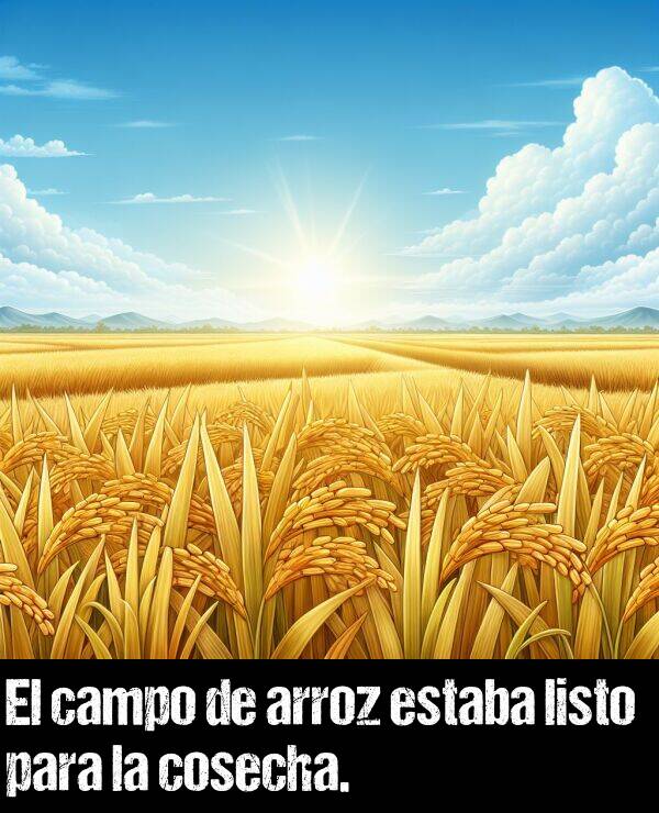 cosecha: El campo de arroz estaba listo para la cosecha.