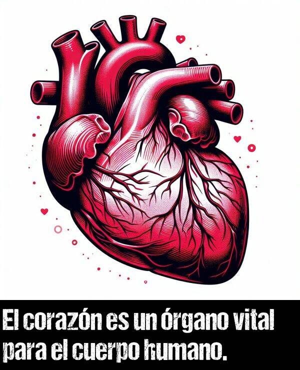 cuerpo: El corazn es un rgano vital para el cuerpo humano.