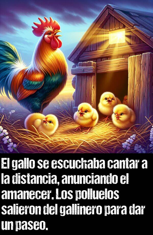 gallo: El gallo se escuchaba cantar a la distancia, anunciando el amanecer. Los polluelos salieron del gallinero para dar un paseo.