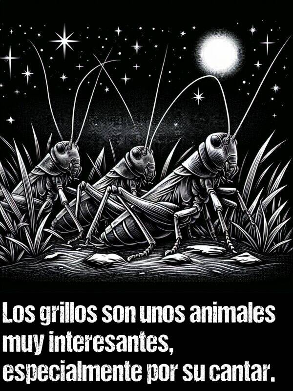 grillos: Los grillos son unos animales muy interesantes, especialmente por su cantar.