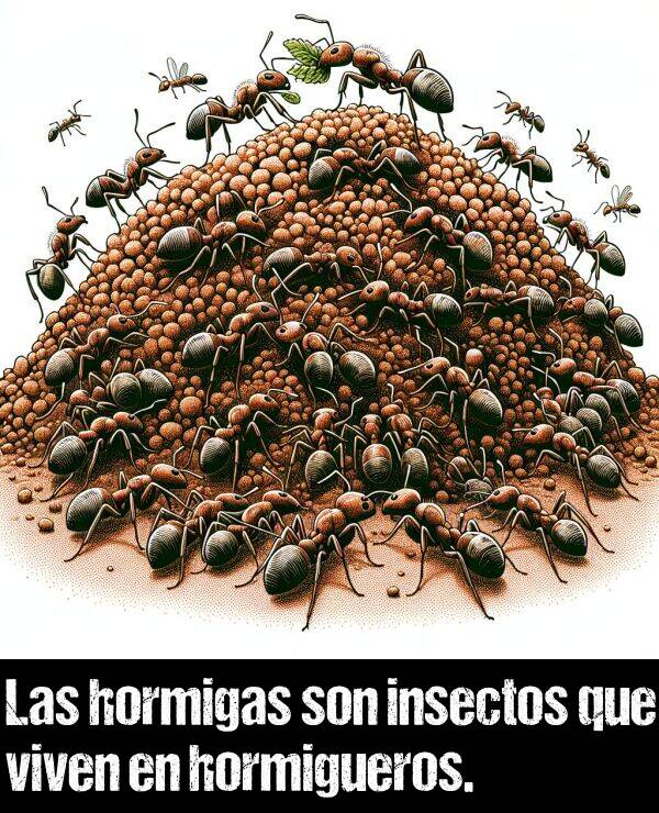 hormigueros: Las hormigas son insectos que viven en hormigueros.