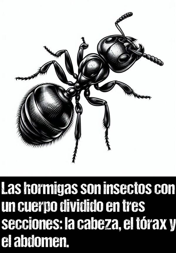 cabeza: Las hormigas son insectos con un cuerpo dividido en tres secciones: la cabeza, el trax y el abdomen.