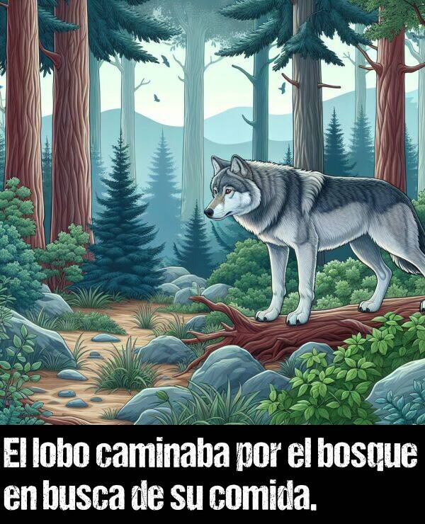 lobo: El lobo caminaba por el bosque en busca de su comida.