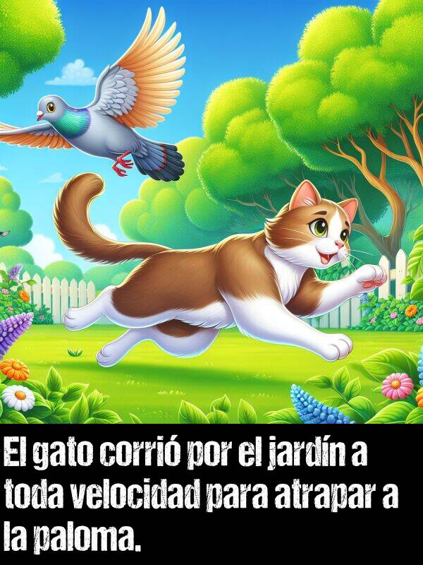 gato: El gato corri por el jardn a toda velocidad para atrapar a la paloma.