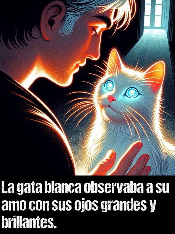 gata: La gata blanca observaba a su amo con sus ojos grandes y brillantes.