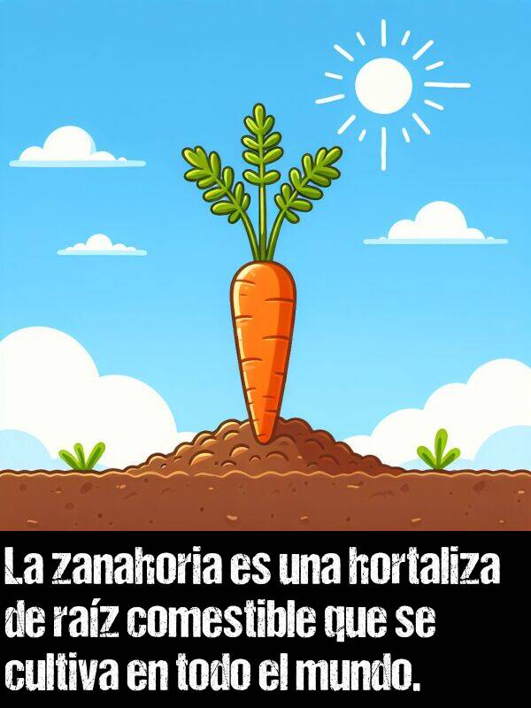 comestible: La zanahoria es una hortaliza de raz comestible que se cultiva en todo el mundo.