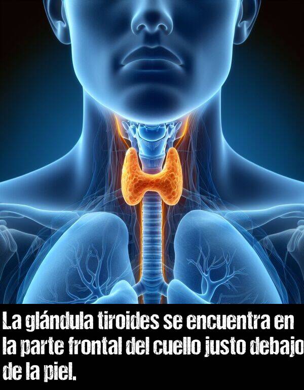 justo: La glndula tiroides se encuentra en la parte frontal del cuello justo debajo de la piel.