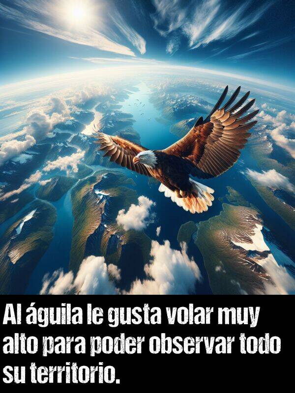 todo: Al guila le gusta volar muy alto para poder observar todo su territorio.