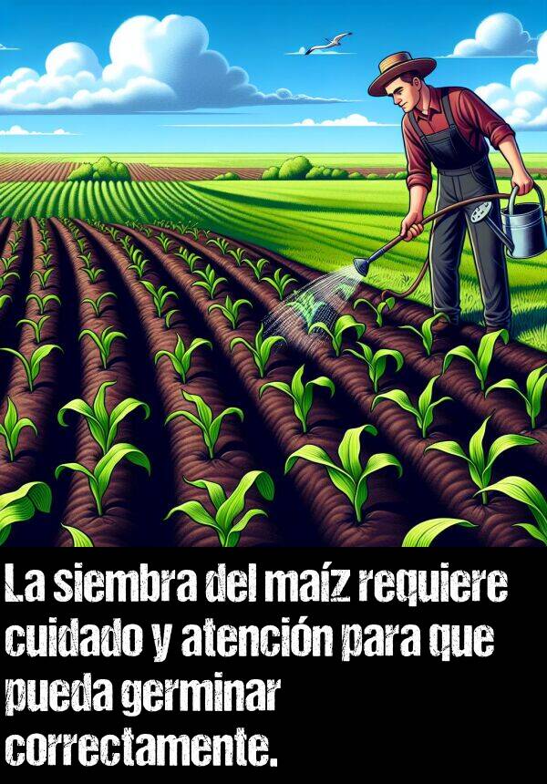 germinar: La siembra del maz requiere cuidado y atencin para que pueda germinar correctamente.