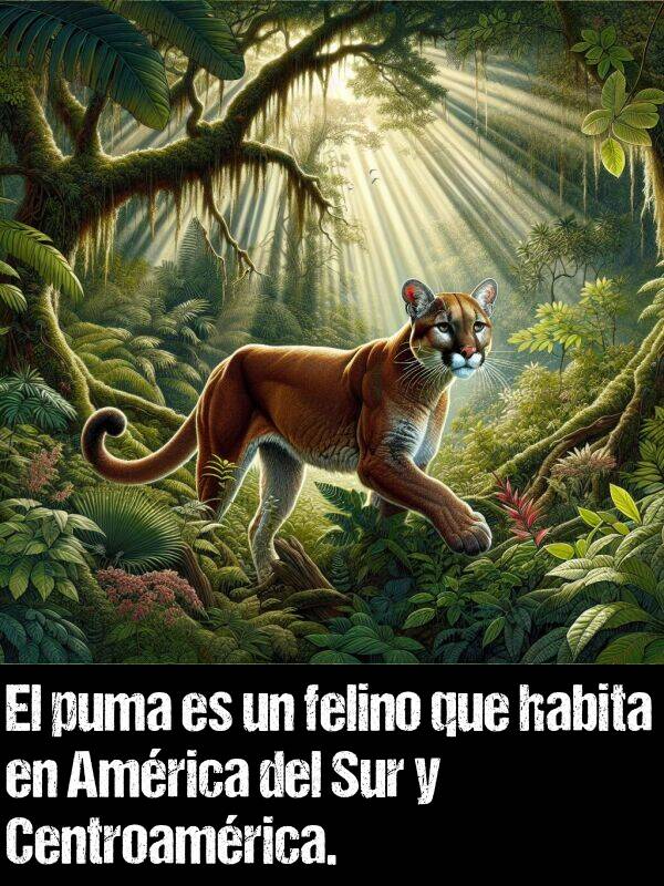 felino: El puma es un felino que habita en Amrica del Sur y Centroamrica.